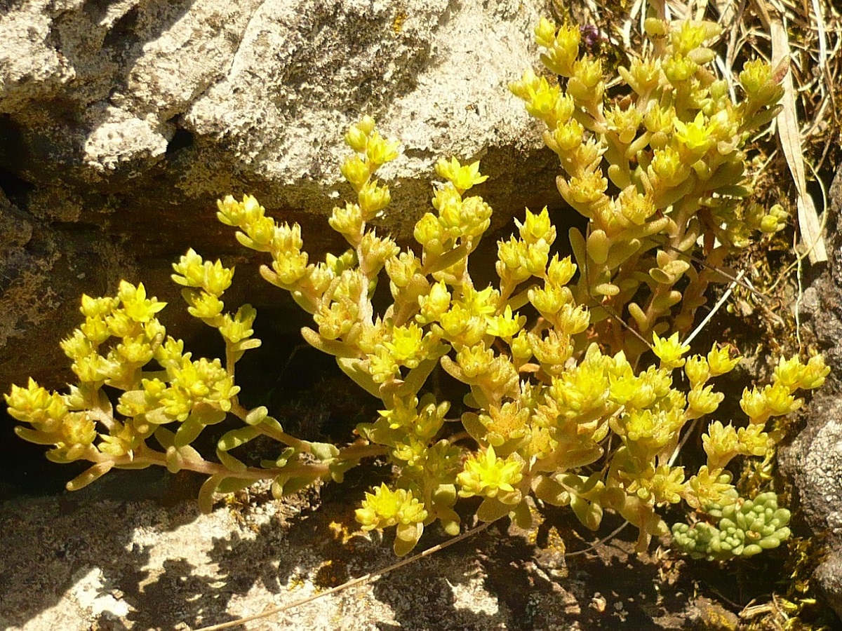 Sedum annuum (Crassulaceae)